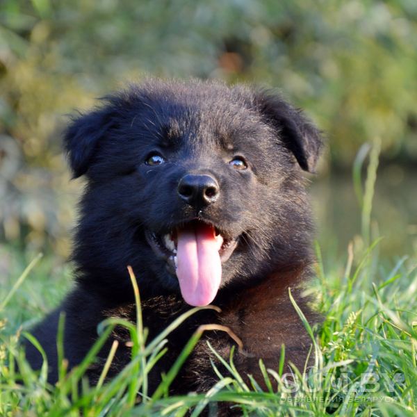Черные щенки немецкой овчарки объявление Продам уменьшенное изображение 