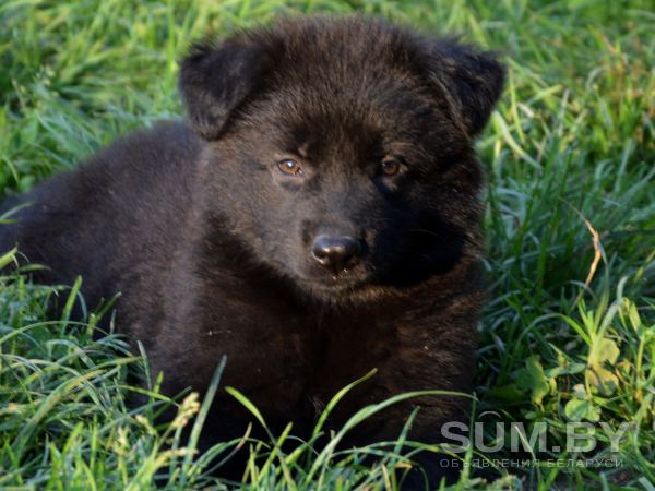 Черные щенки немецкой овчарки объявление Продам уменьшенное изображение 
