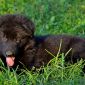 Черные щенки немецкой овчарки объявление Продам уменьшенное изображение 6