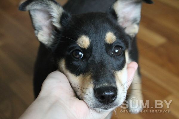 Милый щенок в добрые руки объявление Продам уменьшенное изображение 