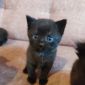 Котята от шотландской кошки объявление Отдам даром уменьшенное изображение 6