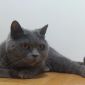 Кошка британской породы бесплатно в добрые руки объявление Отдам даром уменьшенное изображение 1