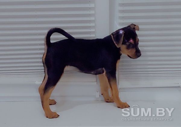 Щенок, собака, девочка 3 месяца объявление Отдам даром уменьшенное изображение 