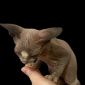 Котята канадского сфинкса объявление Продам уменьшенное изображение 1