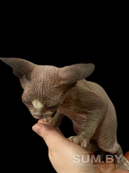 Котята канадского сфинкса объявление Продам уменьшенное изображение 