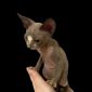 Котята канадского сфинкса объявление Продам уменьшенное изображение 3