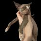 Котята канадского сфинкса объявление Продам уменьшенное изображение 5