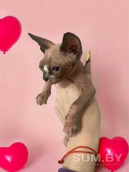Котята канадского сфинкса объявление Продам уменьшенное изображение 