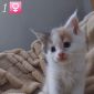 Чистокровные котята породы мейн-кун объявление Продам уменьшенное изображение 1