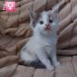 Чистокровные котята породы мейн-кун объявление Продам уменьшенное изображение 2