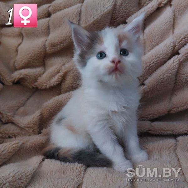 Чистокровные котята породы мейн-кун объявление Продам уменьшенное изображение 