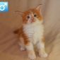 Чистокровные котята породы мейн-кун объявление Продам уменьшенное изображение 3