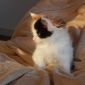 Чистокровные котята породы мейн-кун объявление Продам уменьшенное изображение 4