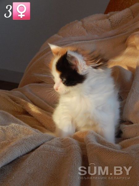 Чистокровные котята породы мейн-кун объявление Продам уменьшенное изображение 
