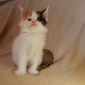 Чистокровные котята породы мейн-кун объявление Продам уменьшенное изображение 5