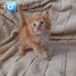 Чистокровные котята породы мейн-кун объявление Продам уменьшенное изображение 6
