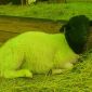 Овцы ягнята бараны Дорпер объявление Продам уменьшенное изображение 2