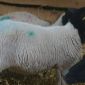 Овцы ягнята бараны Дорпер объявление Продам уменьшенное изображение 3