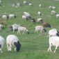 Овцы ягнята бараны Дорпер объявление Продам уменьшенное изображение 5
