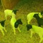 Овцы ягнята бараны Дорпер объявление Продам уменьшенное изображение 6
