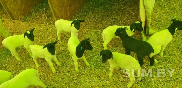Овцы ягнята бараны Дорпер объявление Продам уменьшенное изображение 