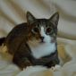 Кастрированный котик ищет дом объявление Отдам даром уменьшенное изображение 1