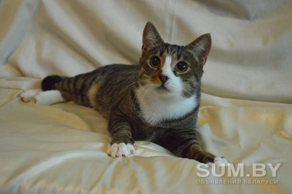 Кастрированный котик ищет дом объявление Отдам даром уменьшенное изображение 