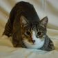 Кастрированный котик ищет дом объявление Отдам даром уменьшенное изображение 3