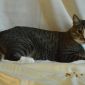 Кастрированный котик ищет дом объявление Отдам даром уменьшенное изображение 4