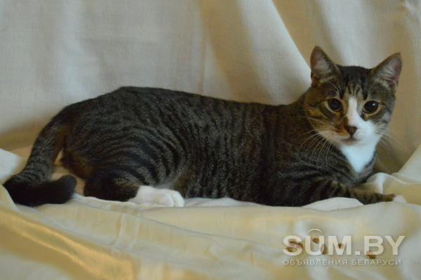 Кастрированный котик ищет дом объявление Отдам даром уменьшенное изображение 