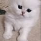 Продажа шотландского котенка объявление Продам уменьшенное изображение 1