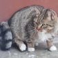 Кошка Мышка, кастрирована объявление Отдам даром уменьшенное изображение 5