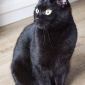Кошка Шина-знойная брюнетка объявление Отдам даром уменьшенное изображение 1