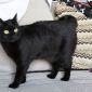 Кошка Шина-знойная брюнетка объявление Отдам даром уменьшенное изображение 2