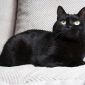 Кошка Шина-знойная брюнетка объявление Отдам даром уменьшенное изображение 3