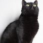 Кошка Шина-знойная брюнетка объявление Отдам даром уменьшенное изображение 4