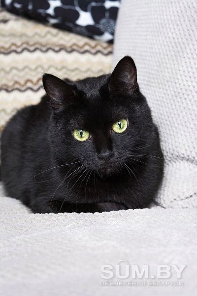 Кошка Шина-знойная брюнетка объявление Отдам даром уменьшенное изображение 
