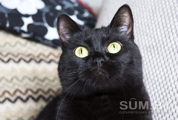 Кошка Шина-знойная брюнетка объявление Отдам даром уменьшенное изображение 