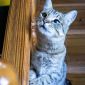 Кошка Эмми, кастрирована, привита объявление Отдам даром уменьшенное изображение 1