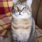 Кошка Эмми, кастрирована, привита объявление Отдам даром уменьшенное изображение 3