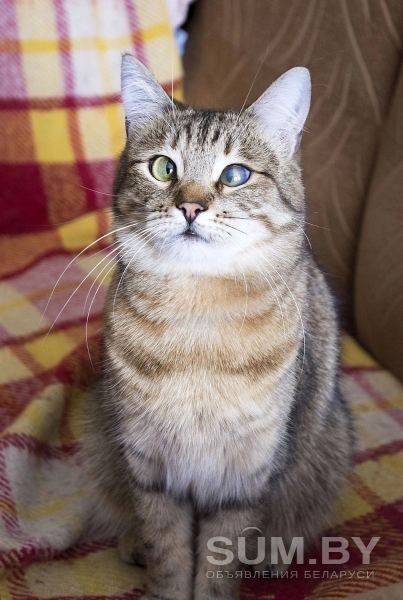 Кошка Эмми, кастрирована, привита объявление Отдам даром уменьшенное изображение 