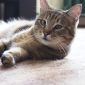 Кошка Эмми, кастрирована, привита объявление Отдам даром уменьшенное изображение 5