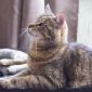 Кошка Эмми, кастрирована, привита объявление Отдам даром уменьшенное изображение 6