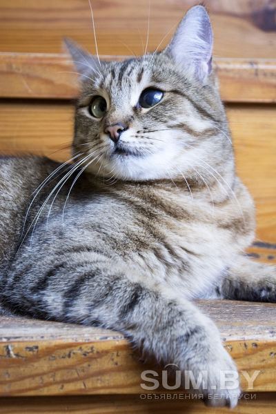 Кошка Эмми, кастрирована, привита объявление Отдам даром уменьшенное изображение 