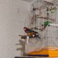 Продажа попугая розелла с клеткой. 4 года Федя объявление Продам уменьшенное изображение 2