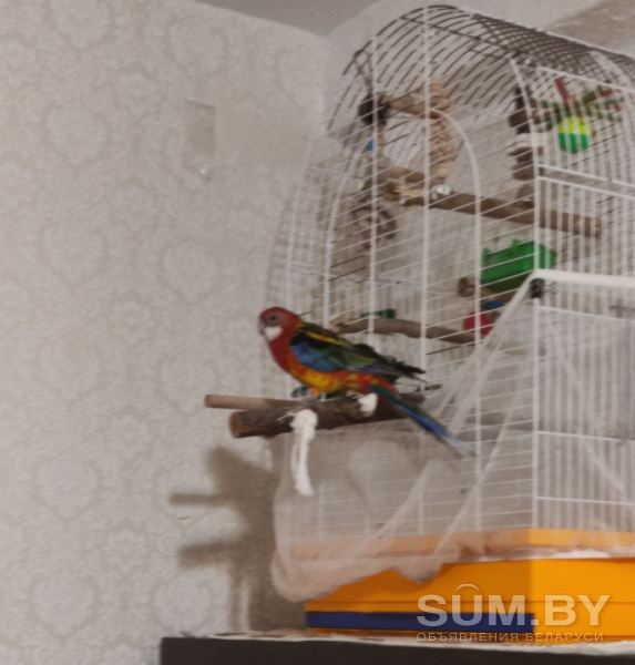 Продажа попугая розелла с клеткой. 4 года Федя объявление Продам уменьшенное изображение 