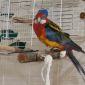 Продажа попугая розелла с клеткой. 4 года Федя объявление Продам уменьшенное изображение 1