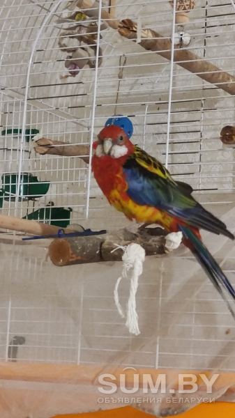 Продажа попугая розелла с клеткой. 4 года Федя объявление Продам уменьшенное изображение 