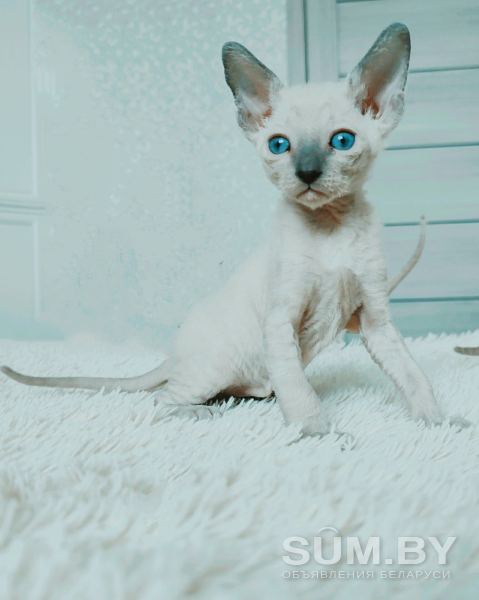 Котенок корниш-рекс объявление Продам уменьшенное изображение 