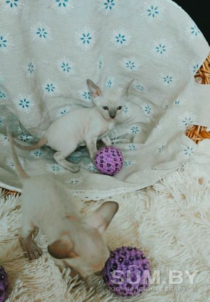 Котенок корниш-рекс объявление Продам уменьшенное изображение 